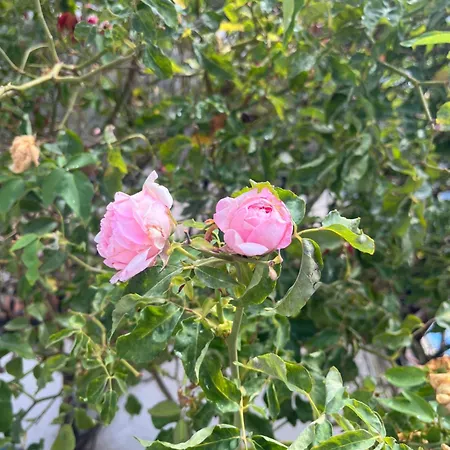 Casa Delle Rose * Искья