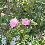 Casa Delle Rose * Forio di Ischia